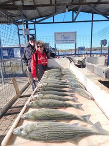 Two anglers holding three striped bass fish caught in Kingston