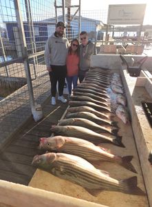Striped bass caught while fishing in OK