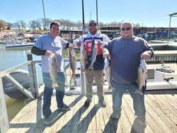 Six white bass and striped bass caught in OK