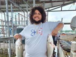 Two striped bass caught fishing in Kingston