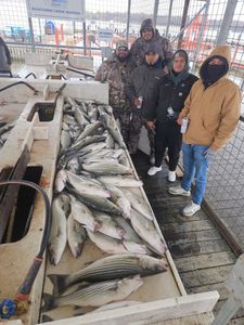 Two striped bass caught fishing in Kingston