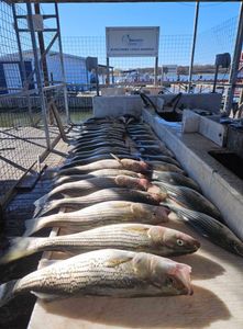 Striped bass fishing in OK