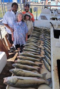 Striped bass caught while fishing in Kingston