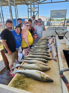 Striped bass caught by fishermen in Kingston