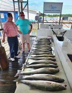 Two anglers holding their striped bass catches in OK