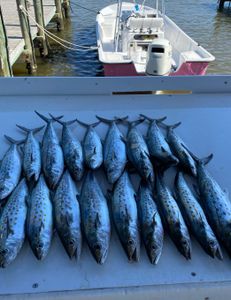 12 Spanish Mackerel fish caught in AL
