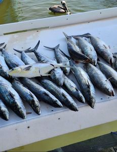 6 crevalle jack fish caught in AL during fishing