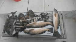 Redfish, Sheepshead & more fish in  Alabama!