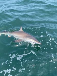 Fishing for an Atlantic Sharpnose Shark in the waters of Gulf Shores