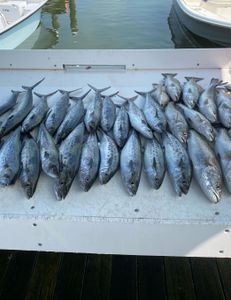 13 blackfin tuna caught while fishing in Gulf Shores