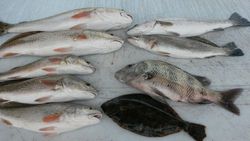 Nine sheepshead and spotted weakfish caught while fishing in AL