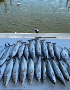 18 chub mackerel, spotted weakfish, and spanish mackerel caught fishing in AL