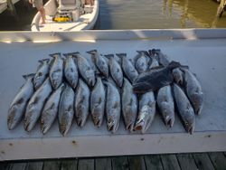 10 greater amberjack fish caught while fishing in AL