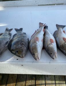 Five fishing rods in the water at Gulf Shores