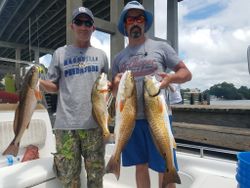 Four redfish caught in AL fishing location
