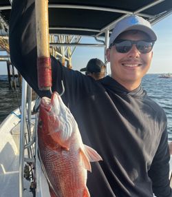 Grey snapper caught while fishing in Gulf Shores