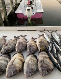 8 sheepshead, black drum, great barracuda, and spanish mackerel caught fishing in AL