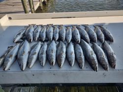 15 fish caught in Gulf Shores