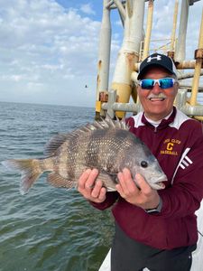 Sheepshead fish caught in AL