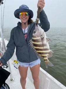 Sheepshead fish caught while fishing in AL