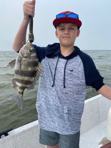 Sheepshead fish caught by an angler in Gulf Shores
