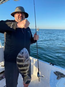 Sheepshead fish caught while fishing in Gulf Shores