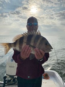 Sheepshead fish caught in the waters of Gulf Shores