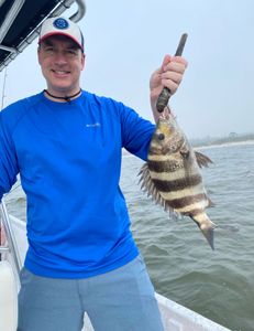 Sheepshead fish caught in AL