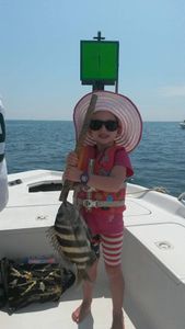 Sheepshead fish caught in Gulf Shores