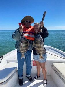 Two sheepshead fish caught in the Gulf Shores