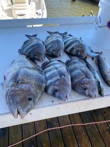 Five sheepshead fish caught in AL