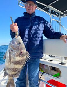 Photograph of a 23-inch sheepshead fish caught while fishing in Gulf Shores