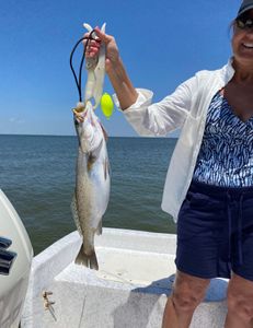 Spotted weakfish, 29 inches, fishing in AL