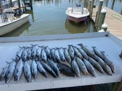 7 rainbow trout and spanish mackerel caught while fishing in AL