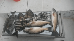 Three redfish caught while fishing in Alabama