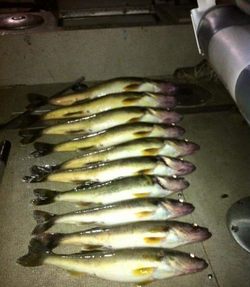 6 fish caught in Muskegon during a fishing trip