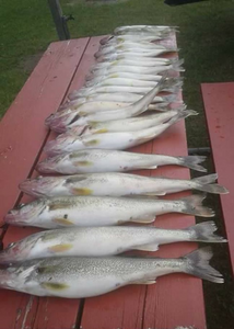 5 fish caught while fishing in MI