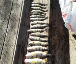 Fish-Species