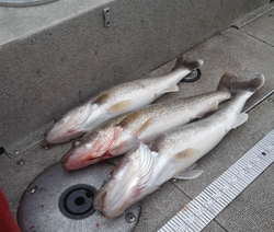 Two hardhead sea catfish in Muskegon