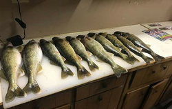 Sauger fish caught in Muskegon during fishing