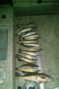 Three Pike-Perch caught while fishing in MI