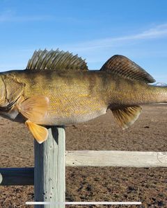 North Dakota Guided Fishing trips