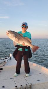 Giant Black Drum at Corpus Christi!