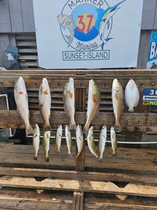 12 redfish and spotted weakfish caught in Corpus Christi