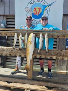 Spotted Weakfish caught in Corpus Christi, Texas during fishing trip