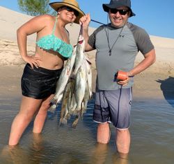 Three 14-inch fish caught while fishing in TX