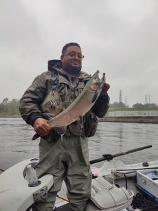 Coho salmon fishing in Alma