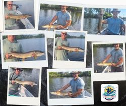 5 muskellunge caught while fishing in MI