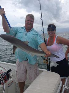 A single blacktip shark, 23 inches long, caught while fishing in TX