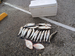 Five fishing rods in the water with a Texas location